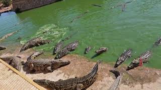 Crocodiles  crocoparc agadir