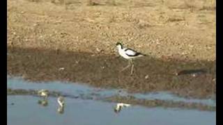 Avocet and chicks