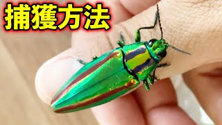 国産の宝石虫！ヤマトタマムシは意外な方法で捕獲します。【昆虫採集・昆虫観察】