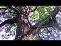 Футаж старый дуб крона дерева. footage oak