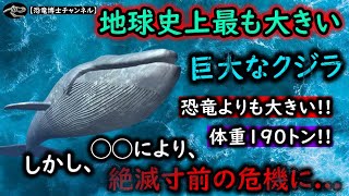 地球史上、最も大きい動物、クジラは、なぜあれほどまで大きいの？！【海の生物】【動物の雑学】