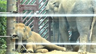 20230627 上野動物園　アジアゾウ　起き上がらないアルン　ミルクのおねだり　授乳後の砂浴び