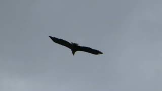 White-tailed Eagle / Zeearend -- Oostvaardersplassen (NL) -- 06-07-2023