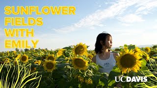 Photographing Sunflower Fields with UC Davis Student, Emily