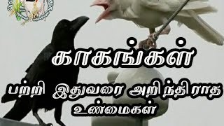 காகங்கள் பற்றி இதுவரை அறிந்திராத உண்மைகள் | interesting this about crows