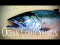 Ocean Salmon Fishing Ilwaco 2024 - Coho Limits!