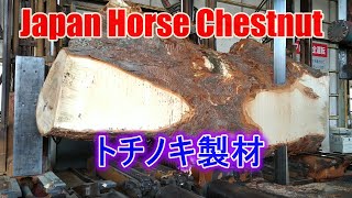 トチノキの製材です。Japan Horse Chestnut Sawing!!