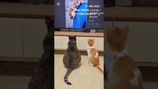 고양이를 망치는 집사 #고양이 #고양이일상 #집사일상 #TV시청 #참새동영상 #cats #shorts