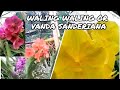 Waling Waling orchids|Vanda Sanderiana|Originated in the Philippines