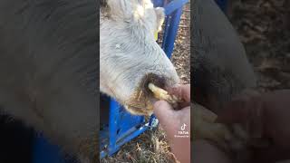 COW'S HUGE  BOOGER REMOVAL #shorts