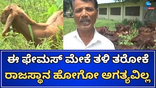 Rajasthan breed goat | ರಾಯಚೂರಲ್ಲಿ ಸಿಗುತ್ತೆ ರಾಜಸ್ಥಾನ ತಳಿಯ ಮೇಕೆ