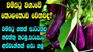 බටු වගාවෙි කොළකොඩ වෙනවාට මෙන්න විසදුමක් | Brinjal planting at home | වම්බටු වගාව | Gewathu wagawa