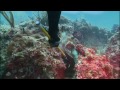 episode 1 diving with cows