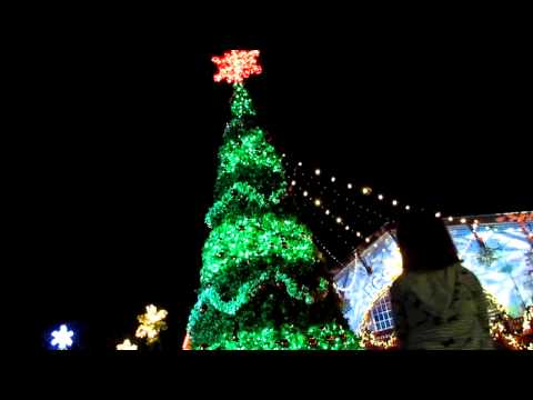 Busch Gardens Christmas Town 50ft. Christmas Tree Light Show Busch Gardens Christmas Town 50ft. Christmas Tree Light Show