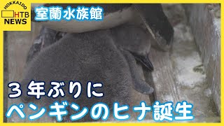 お母さんのお腹の下ですやすや…　３年ぶり　室蘭水族館にペンギンの赤ちゃんが誕生