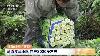 [三农长短说]收获在冬季 广西富川 莴笋皮薄质脆 亩产8000斤左右 | 农业致富经 Agriculture And Farming