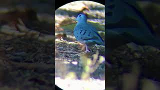 Blue Ground Dove (Claravis pretiosa) Tortolita azul. September 2022