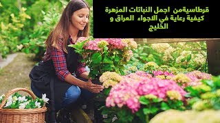 معلومات عن نبات قرطاسية  (الهيدرانجيا)Hydrangea