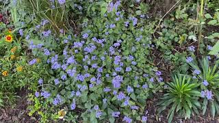 Hardy Ageratum, Conoclinum,  a fabulous weed