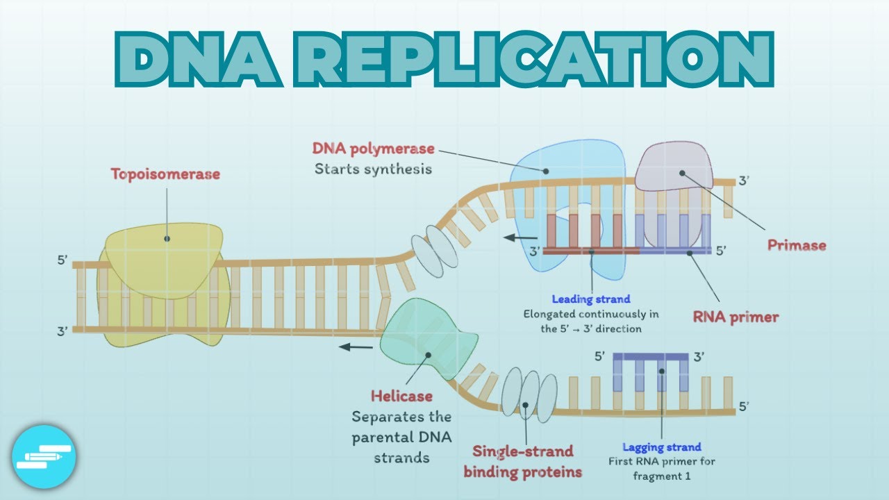 DNA Replication | Cell Biology - YouTube