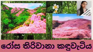 Ape Athitha Withthi/ Jathika Namal Uyana/ රෝස තිරිවානා කඳුවැටිය/ Rosa Thiriwana/Niwanthika Teacher