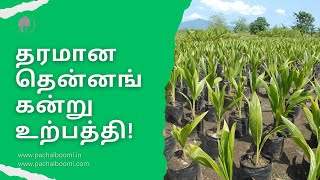 தரமான தென்னங்கன்று உற்பத்தி! (High-Quality Coconut Sapling Production)