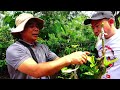 mabisang paraan para dumami ang bunga ng kape coffee farming part 2