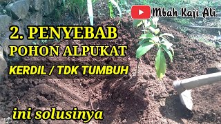 2.PENYEBAB POHON ALPUKAT KERDIL DAN TIDAK BERKEMBANG