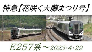 特急【花咲く大藤まつり号】E257系5500番代