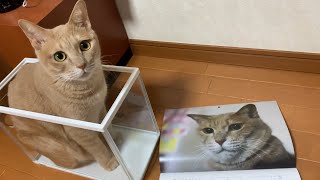 閲覧注意！2020年ひのき猫カレンダー、ネタバレします