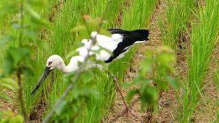 稲刈りとコウノトリ　Japanese white stork