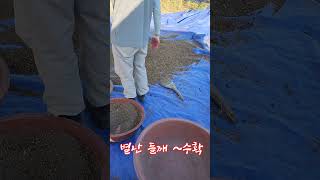 별난방법으로 들깨 수확하기~이런거 첨봄#shorts #원주 부론#오지마을 #주말여행