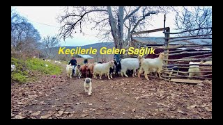 Keçilerle Gelen Sağlık-Keçi Çobanlığı