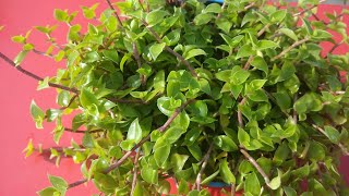 How to care turtle vine plant and propagation... Full information.. कछुआ बेल.. सम्पूर्ण जानकारी..