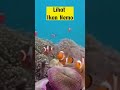 WISATA KARIMUN JAWA | SNORKLING #shorts #shortvideo #wisata