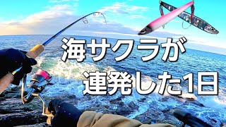 磯での海サクラマス狙い！メタルジグでサクラマスが爆釣した1日　【北海道釣り】【海サクラマス】