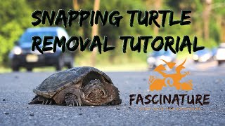 Snapping Turtle Removal Tutorial Help SAVE THE TURTLES!