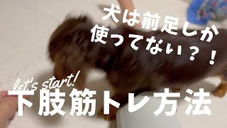 簡単！犬の下肢筋トレ方法を紹介🐶犬は前足しか使えてないなんて・・・【ミニチュアダックスフンド】