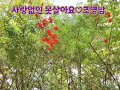 사랑없인 못살아요 조영남 연속3번듣기