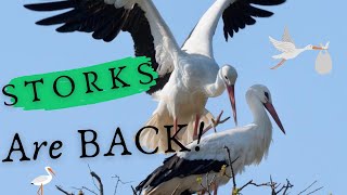 STORK are back in Britain!!!