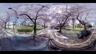 【360度動画】桜/sakura