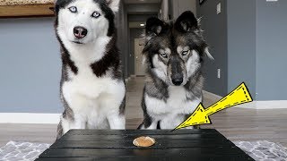 When there is only one cookie left...