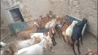 beautiful goats #goats #viral #trending #foryouvideo #amba #gurudikhao