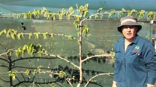 Dwarf Mulberry - Red Shahtoot - Espalier Red Shahtoot Mulberry 2nd year at Daleys