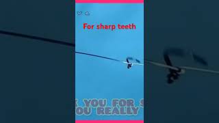 Making a chain for sharp-toothed fish, with steel wire #strongknot #how #fishing #lake #smallknot