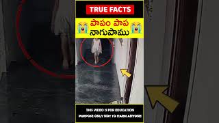 Snake at door explained #factsintelugu 😭పాపం పాప😭 #amazingfacts #truefacts #shorts