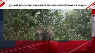 പത്തനംതിട്ടയിൽ വാഹന യാത്രക്കാരെ ഭയപ്പെടുത്തി കാട്ടുപന്നിക്കൂട്ടം; ഇടുക്കിയിൽ കാട്ടാന