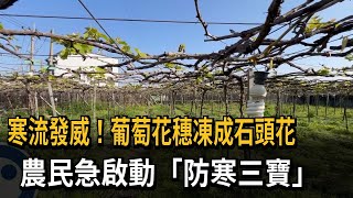 寒流發威！葡萄花穗凍成石頭花　農民急啟動「防寒三寶」－民視新聞