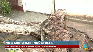 Rota da Notícia - Árvore cai e deixa parte de rua bloqueada no bairro das Indústrias