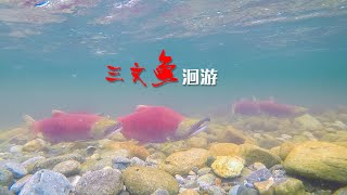 行摄加拿大之：《三文鱼洄流》。加拿大的秋天，除了观赏枫叶之外，另一件不应错过的事情就是去看三文鱼洄游。每年的秋季，三文鱼从数百公里外的太平洋逆流而上，游向自己的出生地。